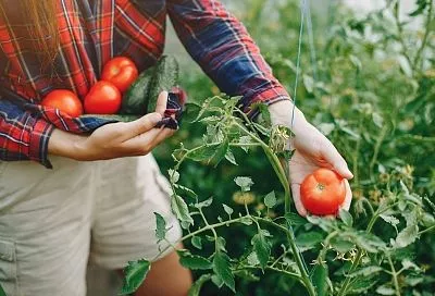 Обрезал помидоры так — и соседи плачут от зависти: как получить в 2 раза больше томатов легко
