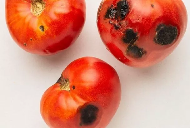 Выбрось и забудь: почему ни в коем случае нельзя есть овощи с поражением вершинной гнилью