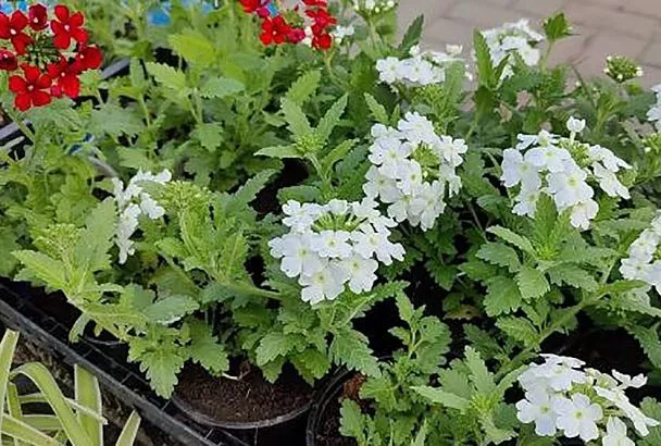 Пикировка вербены за 5 шагов — через 2 недели она радует вас буйным ростом и яркими цветами