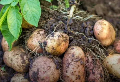 Давай сажать картошку: 3 самых урожайных сорта картофеля 2025 года – их даже в руки брать приятно
