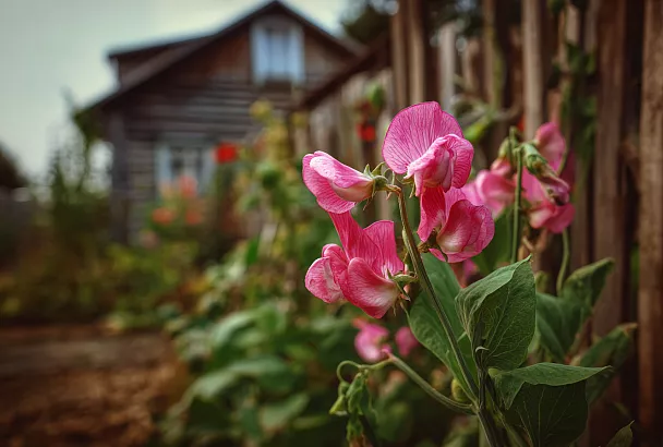 Модные растения 2025: тренды, герои и как выбрать своё