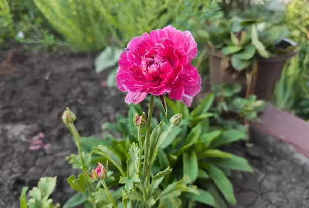 Дети будут в восторге: любовь к цветам начинается с ранункулюса