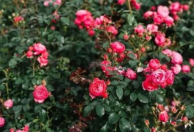 Соседка не верит, что так просто я смогла избавиться от тли на розах без всякой химии, но она не возвращается 