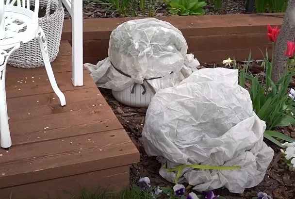 Защищаем растения от заморозков весной: 5 способов быстро укрыть свои грядки и клумбы