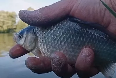 Даже карась не клюет? Попробуйте эти 3 насадки (для весны) — и они заставят рыбу бросаться на крючок