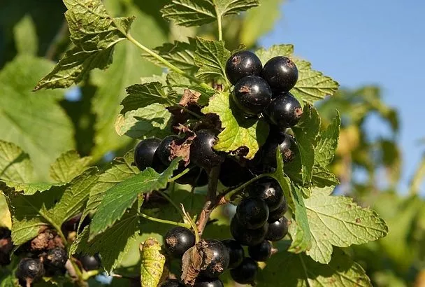 Полейте так смородину всего 3–4 раза за сезон, и ягоды будут ведрами
