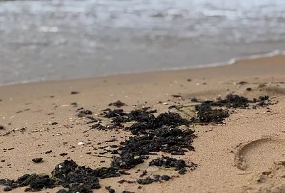 На побережье в Веселовке возводят защитный вал после выброса мазута