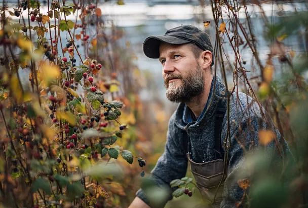 Что делать с малиной осенью: советы садоводам