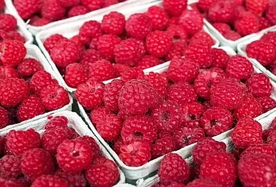 Малине перед зимой обязательно: кубанский агроном раскрыл секрет позднего рыхления почвы 