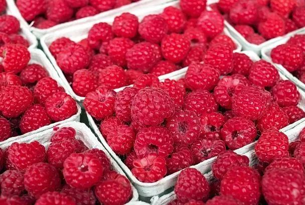 Малине перед зимой обязательно: кубанский агроном раскрыл секрет позднего рыхления почвы 