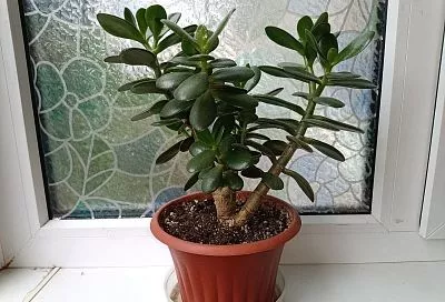 Толстянка превратится в пышный куст, если запланировать обрезку на правильный день