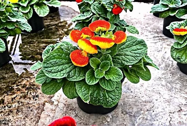 Как продлить жизнь кальцеолярии и заставить ее зацвести снова