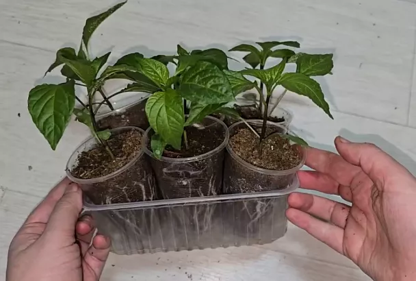 Рассада укоренится сразу: 5 шагов пересадки перца без стресса — урожай 2025 больше на 30%