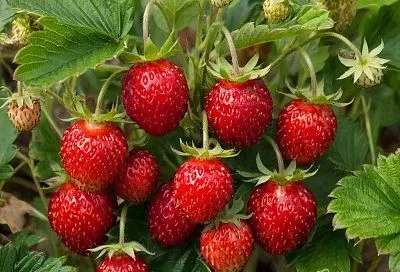 Ведро клубники с грядки: не мечта, а результат правильного ухода