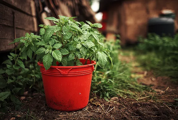 Выращивали картошку? Попробуйте в мешках и горшках — это удивит