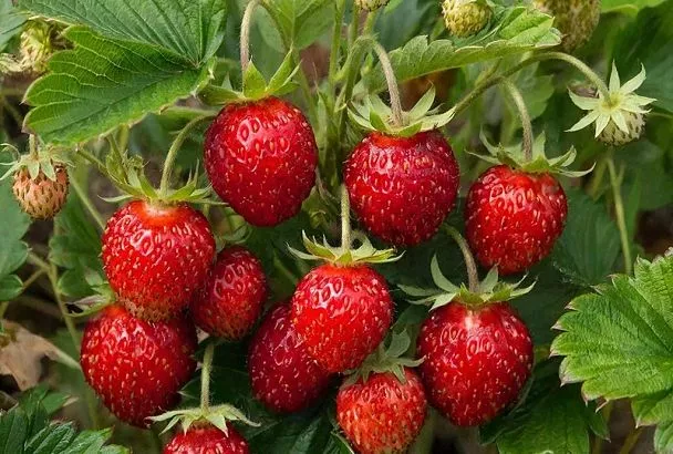 Ведро клубники с грядки: не мечта, а результат правильного ухода