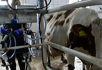 Принципы бережливого производства внедряет агрофирма из Тбилисского района благодаря нацпроекту