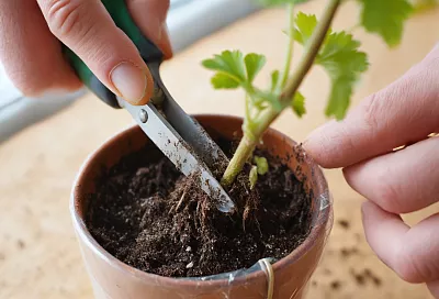 Пеларгонию размножаю черенками: сажаю сразу в грунт с перлитом — и «голые палки» быстро пушатся