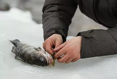 Насаживаю даже уснувшего живца так — и клюет лучше, чем на живого (+ лайфхак с его размером)