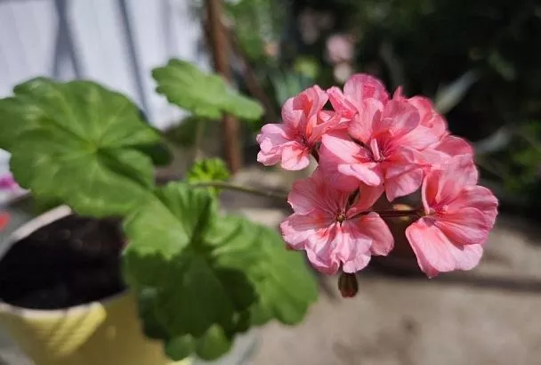 Рецепт для герани: аптечные препараты, которые заставят пеларгонию цвести пышным цветом