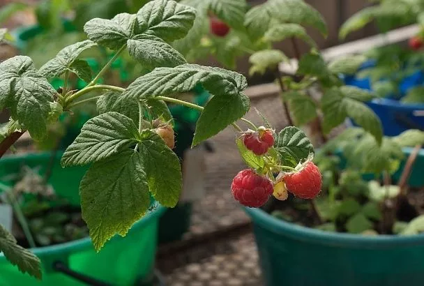 Малина весной гарантированно приживется, если будете сажать ее так, как советует наш эксперт