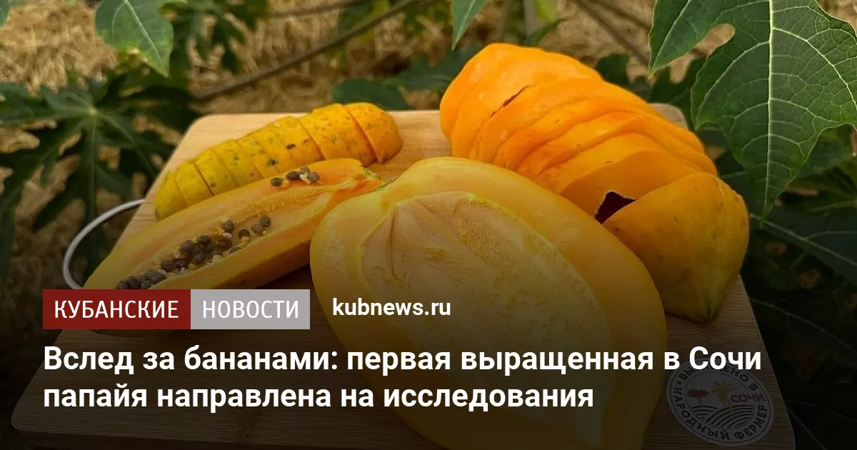 Вслед за бананами: первая выращенная в Сочи папайя направлена на исследования