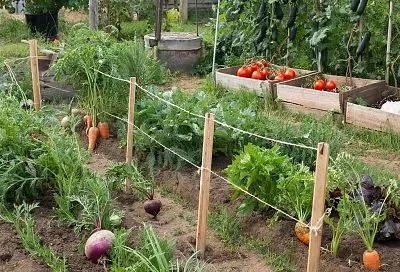 Вот почему проверенные временем методы лучше химических удобрений: пять секретов хорошего урожая моей бабушки