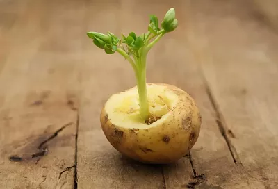 Картофель-инкубатор: укореняем черенки даже самых капризных растений