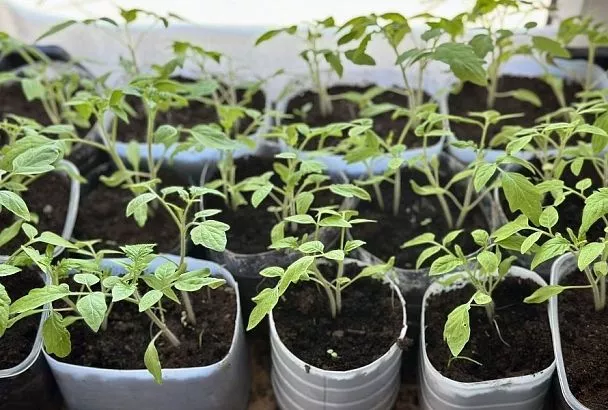 Простая домашняя подкормка, которая взбодрит даже самую чахлую рассаду помидоров