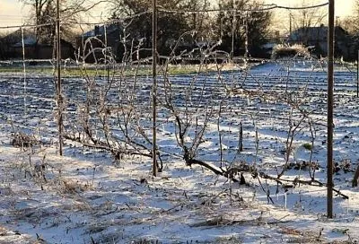 Когда укрывать виноград на зиму: 3 ориентира, которые помогут спасти будущий урожай