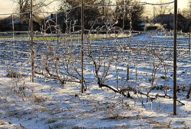 Когда укрывать виноград на зиму: 3 ориентира, которые помогут спасти будущий урожай