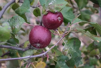 Когда вода во вред: почему летом растрескивается кора на деревьях