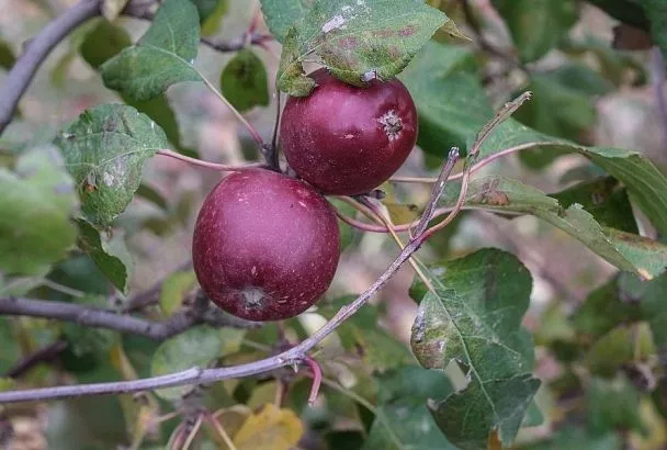 Когда вода во вред: почему летом растрескивается кора на деревьях