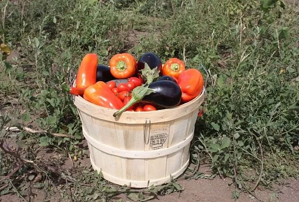 Осень на даче должна быть активной: пять дел, которые надо непременно успеть сделать в первой половине сентября