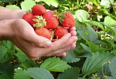 Одна ложка вместо сотни подкормок: малина и яблоня на даче не кочевряжатся и дают богатый урожай на 100 из 100