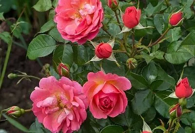 Роза стала шиповником? Не паникуйте! Вот что нужно сделать, чтобы спасти королеву сада