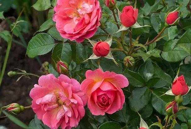 Роза стала шиповником? Не паникуйте! Вот что нужно сделать, чтобы спасти королеву сада