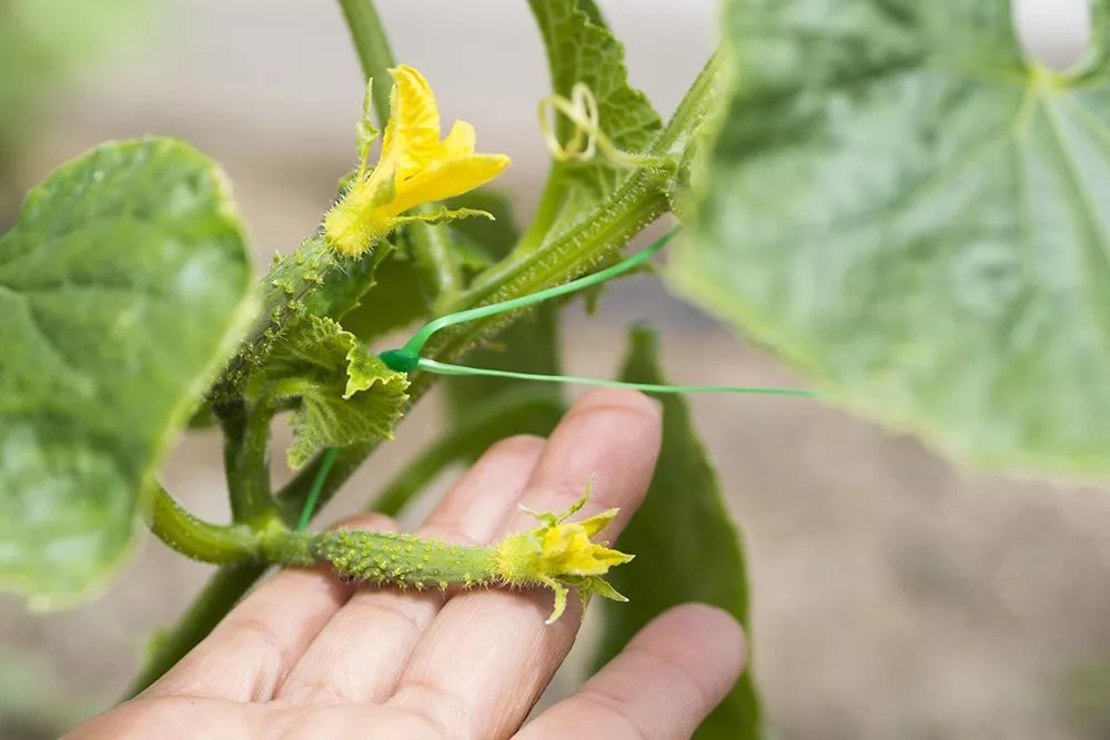 Чем обработать огурцы от всех болезней сразу: 4 биопрепарата, которые спасут урожай