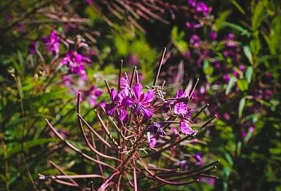 Ферментируем иван-чай дома за 4 шага: пошаговый рецепт (таблица) для идеального вкуса