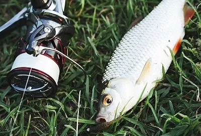 Собираю червей для рыбалки так – и излишки раздаю знакомым, а раньше сам покупал: выручают эти хитрости