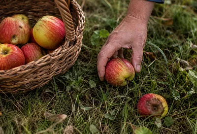 Падалицу не стоит оставлять под деревьями: куда деть яблоки и груши осенью