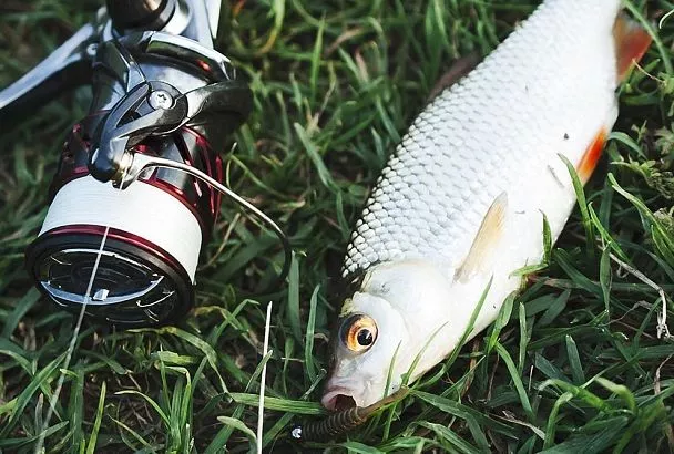 Собираю червей для рыбалки так – и излишки раздаю знакомым, а раньше сам покупал: выручают эти хитрости