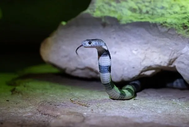 В Московском зоопарке впервые с 1980-х годов вывели потомство редкой среднеазиатской кобры