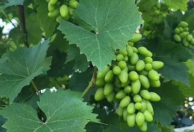 Убийца винограда: как предотвратить филлоксеру и спасти лозу