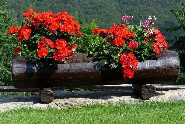 Простят вам любые оплошности: пять многолетников, которые дарят свою красоту, ничего не требуя взамен