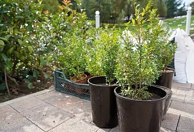 Более 30 тысяч деревьев и кустарников высадят в Сочи в 2026 году: озеленение обойдется в 20 млн рублей