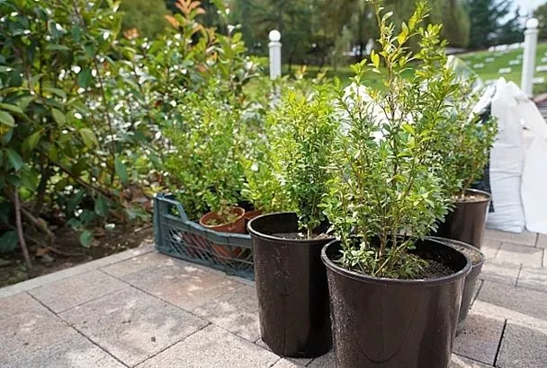 Более 30 тысяч деревьев и кустарников высадят в Сочи в 2026 году: озеленение обойдется в 20 млн рублей