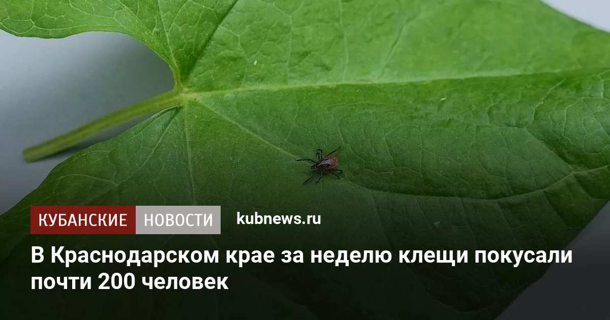 В Краснодарском крае за неделю клещи покусали почти 200 человек
