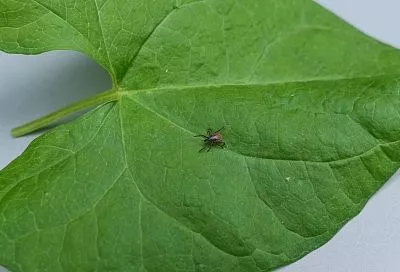 В Краснодарском крае за неделю клещи покусали почти 200 человек  