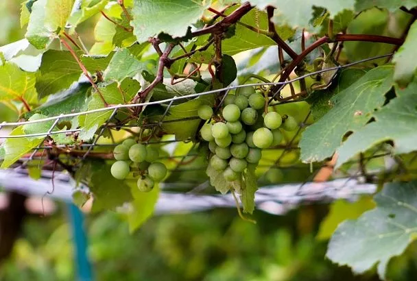 Кубанское виноделие снижает объёмы — что происходит